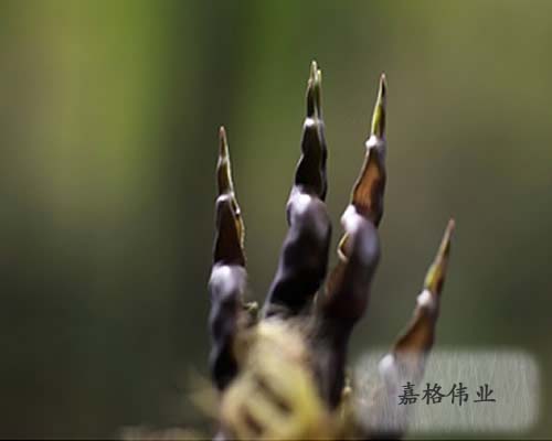 灌縫膠廠家如雨后春筍般涌現